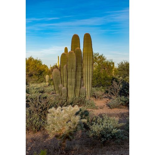 Arizona-Tucson Mountain Park